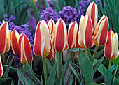 Tulipa 'The First' (tulips) in a border
