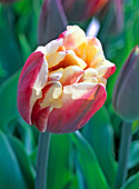 Tulipa 'Horizon' (double tulip)