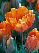 Tulipa 'Princess Irene' (orange, simple tulip)