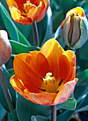 Blick in die geöffnete Blüte von Tulipa 'Prinzess Irene'