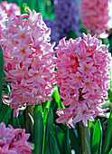 Hyacinthus (pink hyacinth flowers)