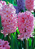 Hyacinthus (rosa Hyazinthenblüten)