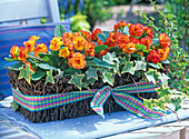 Primula Belarina 'Nectarine' (double primula) in a spider basket with Betula