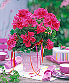 Pelargonium grandiflorum (geranium, pink) in pink pot on table