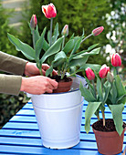 Tulipa (Tulpen) mit Topf tauchen