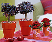 Aeonium arboreum, in bright red pots