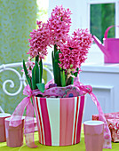 Hyacinthus orientalis (hyacinths, pink) in striped planter, cup