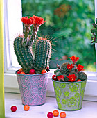 Cacti on the windowsill, Echinocereus, Rebutia