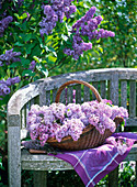 Syringa vulgaris (lilac) in basket on wooden bench, purple cloth