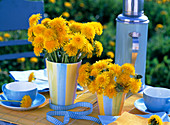 Bouquets of Taraxacum (Dandelion) in striped vases, blue tea cups