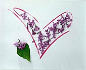 Herz aus Blüten und Blatt von Syringa (Flieder) auf weißem Papier
