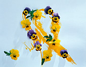 Blüten von Viola cornuta (Hornveilchen) auf gemalte gelbe Schleife gelegt