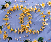 Zwei übereinandergelegte Ringe aus Blüten von Narcissus (Narzissen)