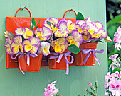 Bouquet of Viola 'Etain' (yellow violet), yellow with purple border