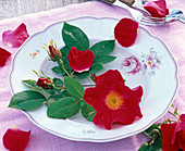 Flower of Rosa 'Scharlachglut' (rose, single, red) in soup plate