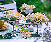 Blüten von Sambucus (Holunder) in silbernen Schalen mit Fuß auf dem Tisch