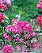 Hydrangea (Hortensien, rosa) in Eisenkorb mit Rostoptik, Ranke von Clematis