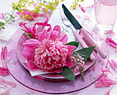 Paeonia (peony) blossom on white napkin, pink