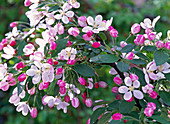 Blühende Zweige von Malus floribunda (Zierapfel)
