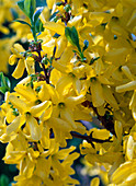 Blüten von Forsythia (Goldglöckchen)