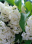 Syringa vulgaris 'Mont Blanc' (weißer ungefüllter Flieder)