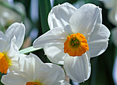Narcissus 'Geranium' (Tazette daffodils)