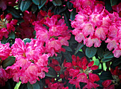 Rhododendron Yakushimanum 'Morning Glory'