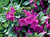 Rhododendron obtusum 'Königstein' (Japanese Azalea)