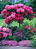 Rhododendron 'Morgenrot' 'Tina Heinje', Rhododendron obutsum