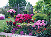 Rhododendron 'Dawn Red' 'Tina Heinje' 'Scintillation' 'Red Jack'