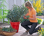 Cut back Nerium (oleander) after overwintering