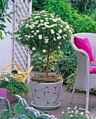 Argyranthemum (daisy), stem, green-leaved