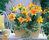 Lilium (yellow, orange lilies), Helichrysum petiolare