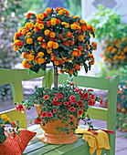 Lantana planted with Calibrachoa