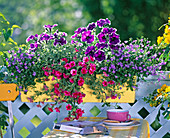 Petunia Sylvana 'King' (Petunien), Calibrachoa Celebration