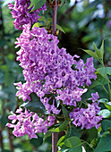 Syringa vulgaris 'Mrs Edward Harding' (lilac)