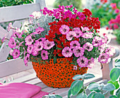 Petunia, dianthus (carnation), calocephalus (barbed wire)