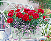 Rosa (rote Mini-Rosen) und Lobelia Hot 'Lavender' (Männertreu)