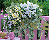 Petunia Sylvana 'White Improved' 'Vanilla' (Petunien)