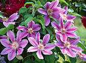 Clematis 'Dr. Ruppel' (zweifarbige Waldrebe)