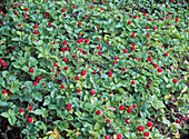 Duchesnea indica (Indian strawberry) as ground cover