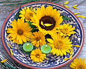 Flowers of Helianthus annuus, decapetalus and Heliopsis