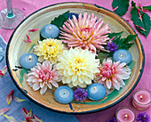 Blüten und Blätter von Dahlia (Dahlien, rosa und weiß) in flacher Tonschale