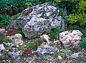 Rock garden with Sempervivum (houseleek), Gentiana