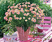 Argyranthemum (rosa Margerite) als Geschenk
