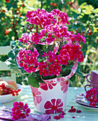 Pelargonium Flower Fairy 'Berry' (Stehende Geranie)