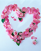 Herz aus Blütenblättern und Blättern von Rosa (Rosen)