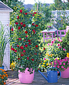 Mandevilla ' Sundaville Red ' (Dipladenie), blaue Metallgießkanne