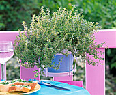 Thymus citriodorus (lemon thyme) on pink wooden railings