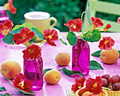 Rote Blüten von Tropaeolum (Kapuzinerkresse) in kleinen lila Glasflaschen